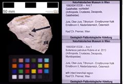 Foto (Objekt + Etiketten) von Bullariscus patruliusi (Robins et al., 2013) (NHMW-GEO-1990-0041-0338)